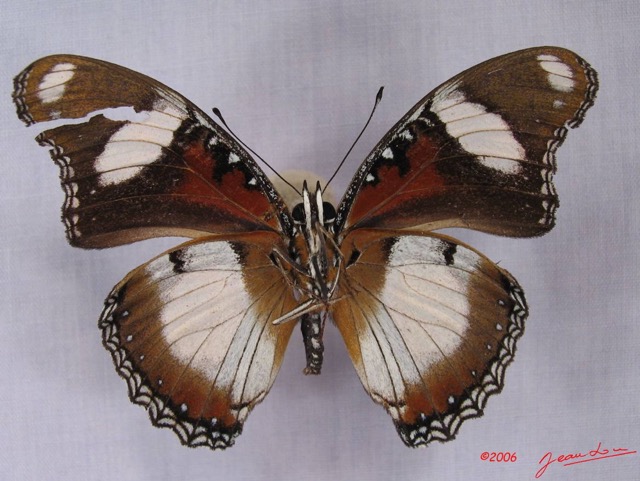 010 Lepidoptera (FV) Nymphalidae Danainae IMG_3470WTMK.JPG