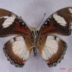 010 Lepidoptera (FV) Nymphalidae Danainae IMG_3470WTMK.JPG