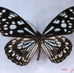 011 Lepidoptera (FD) Nymphalidae Danainae Tirumala petiverana IMG_3078WTMK.JPG