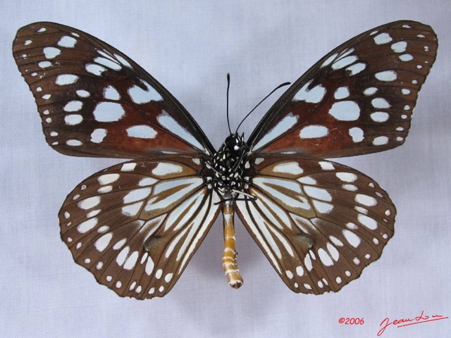 012 Lepidoptera (FV) Nymphalidae Danainae Tirumala petiverana IMG_3079WTMK.JPG