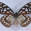 012 Lepidoptera (FV) Nymphalidae Danainae Tirumala petiverana IMG_3079WTMK.JPG