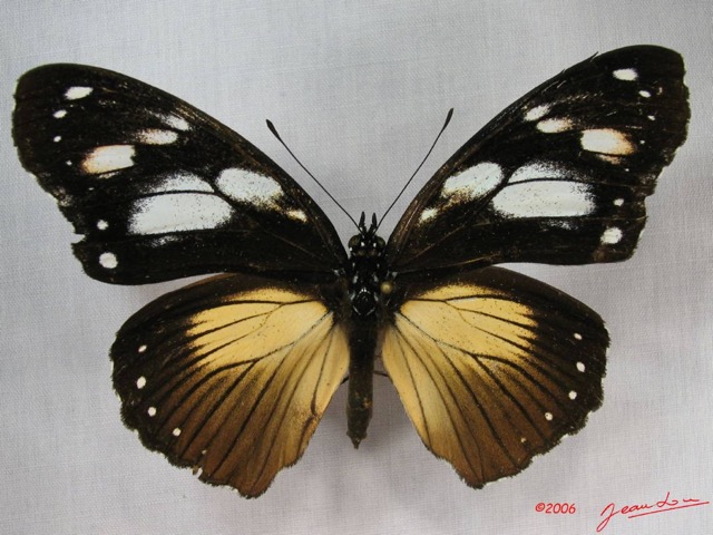 013 Lepidoptera (FD) Nymphalidae Danainae IMG_3594WTMK.JPG