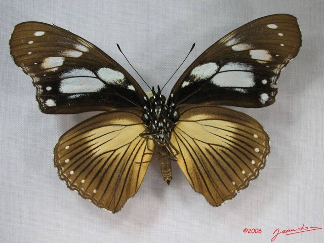 014 Lepidoptera (FV) Nymphalidae Danainae IMG_3595WTMK.JPG