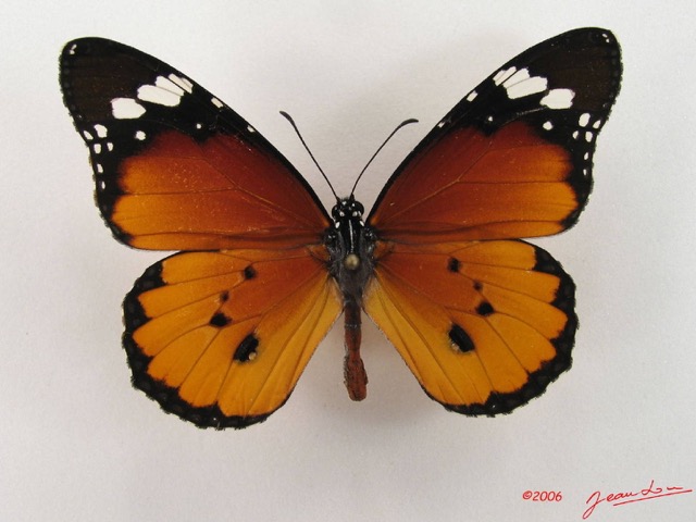 015 Lepidoptera (FD) Nymphalidae Danainae Danaus chrysippus m IMG_4390WTMK.JPG