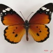 015 Lepidoptera (FD) Nymphalidae Danainae Danaus chrysippus m IMG_4390WTMK.JPG