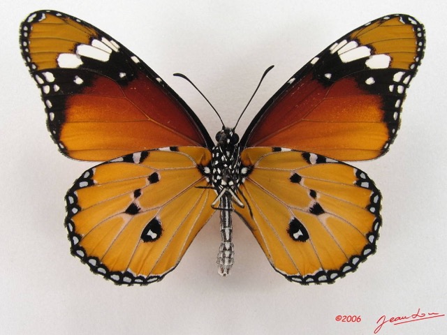 016 Lepidoptera (FV) Nymphalidae Danainae Danaus chrysippus m IMG_4391WTMK.JPG