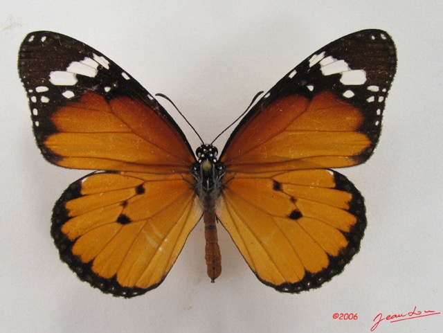 017 Lepidoptera (FD) Nymphalidae Danainae Danaus chrysippus IMG_4463WTMKa.jpg