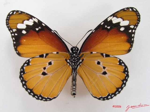 018 Lepidoptera (FV) Nymphalidae Danainae Danaus chrysippus IMG_4464WTMKa.jpg