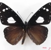 019 Lepidoptera (FD) Nymphalidae Danainae Amauris vashti m IMG_5094WTMK_1.JPG