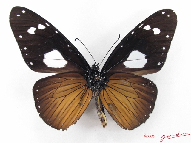 020 Lepidoptera (FV) Nymphalidae Danainae Amauris vashti m IMG_5096WTMK_1.JPG