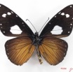 020 Lepidoptera (FV) Nymphalidae Danainae Amauris vashti m IMG_5096WTMK_1.JPG