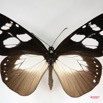 021 Lepidoptera (FD) Nymphalidae Danainae Amauris tartarea m IMG_3463WTMK.jpg