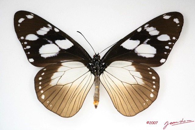 022 Lepidoptera (FV) Nymphalidae Danainae Amauris tartarea m IMG_3466WTMK.jpg