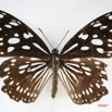 023 Lepidoptera (FD) Nymphalidae Danainae Tirumala petiverana IMG_3456WTMK.jpg
