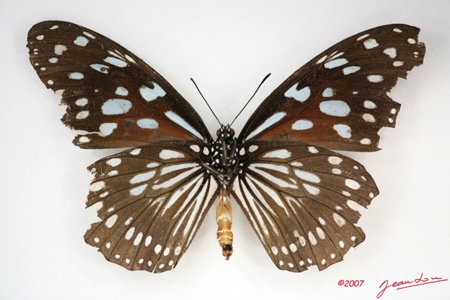 024 Lepidoptera (FV) Nymphalidae Danainae Tirumala petiverana IMG_3461WTMK.jpg
