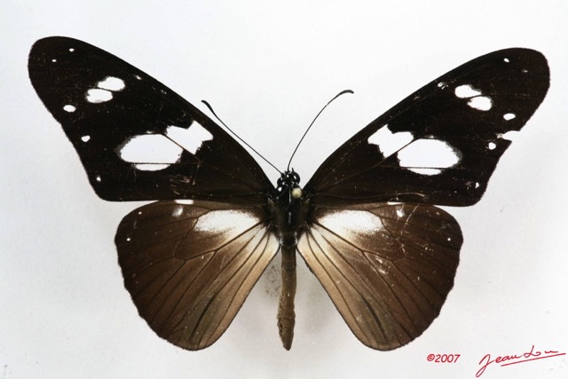 025 Lepidoptera (FD) Nymphalidae Danainae Amauris hecate m 7IMG_5870WTMK.JPG