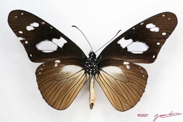 026 Lepidoptera (FV) Nymphalidae Danainae Amauris hecate m 7IMG_5875WTMK.JPG