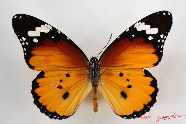 027 Lepidoptera (FD) Nymphalidae Danainae Danaus chrysippus m 7IMG_5814WTMK.JPG