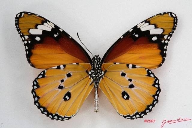 028 Lepidoptera (FV) Nymphalidae Danainae Danaus chrysippus m 7IMG_5818WTMK.JPG