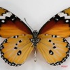028 Lepidoptera (FV) Nymphalidae Danainae Danaus chrysippus m 7IMG_5818WTMK.JPG