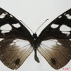 029 Lepidoptera (FD) Nymphalidae Danainae Amauris inferna 7EIMG_2526WTMK.JPG