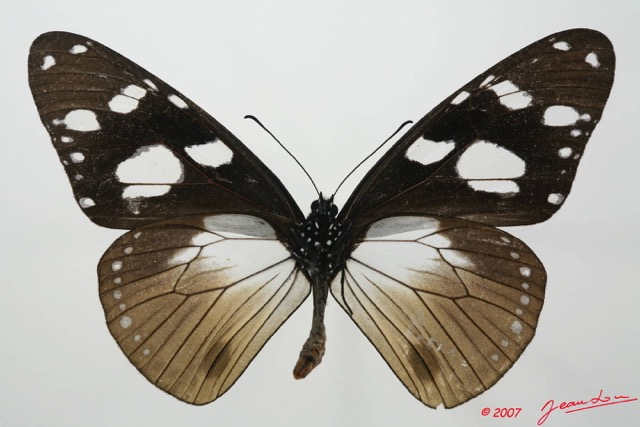 030 Lepidoptera (FV) Nymphalidae Danainae Amauris inferna 7EIMG_2529WTMK.JPG