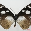 030 Lepidoptera (FV) Nymphalidae Danainae Amauris inferna 7EIMG_2529WTMK.JPG