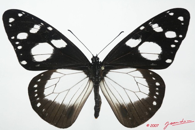 031 Lepidoptera (FD) Nymphalidae Danainae Amauris tartarea f 7EIMG_2535WTMK.JPG