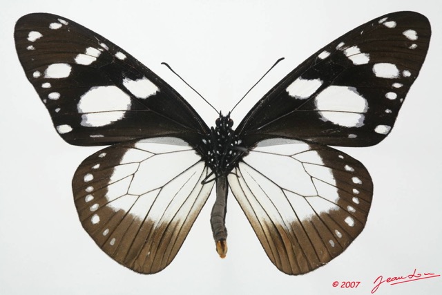 032 Lepidoptera (FV) Nymphalidae Danainae Amauris tartarea f 7EIMG_2540WTMK.JPG