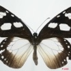 033 Lepidoptera (FD) Nymphalidae Danainae Amauris tartarea f 8EIMG_4305WTMK.JPG