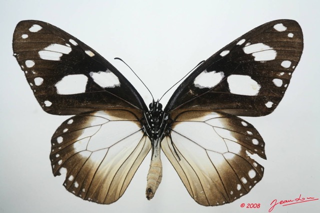 034 Lepidoptera (FV) Nymphalidae Danainae Amauris tartarea m 8EIMG_4310WTMK.JPG