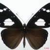 035 Lepidoptera (FD) Nymphalidae Danainae Amauris vashti 8EIMG_15976WTMK.jpg