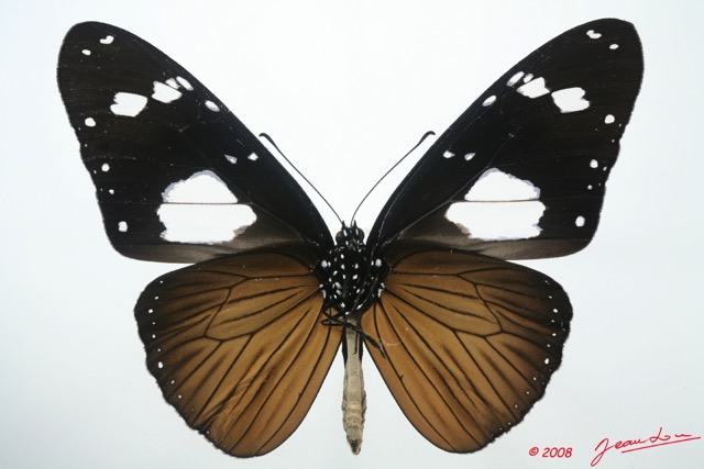 036 Lepidoptera (FV) Nymphalidae Danainae Amauris vashti 8EIMG_15979WTMK.jpg