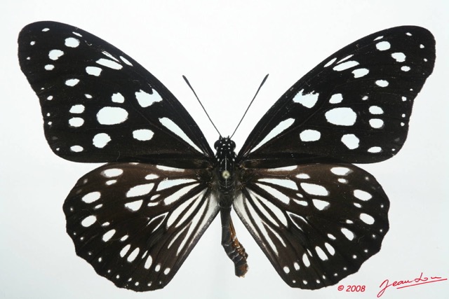 037 Lepidoptera (FD) Nymphalidae Danainae Tirumala petiverana 8EIMG_18529WTMK.JPG