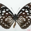 038 Lepidoptera (FV) Nymphalidae Danainae Tirumala petiverana 8EIMG_18531WTMK.JPG