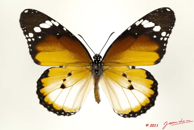 039 Lepidoptera 108a (FD) Nymphalidae Danaidae Danaus chrysippus 11E5K2IMG_66276wtmk.jpg