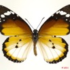 039 Lepidoptera 108a (FD) Nymphalidae Danaidae Danaus chrysippus 11E5K2IMG_66276wtmk.jpg