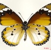 040 Lepidoptera 108a (FV) Nymphalidae Danaidae Danaus chrysippus 11E5K2IMG_66277wtmk.jpg