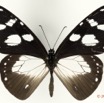 041 Lepidoptera 122a (FD) Nymphalidae Danainae Amauris tartarea f 13E5K3IMG_90847wtmk.jpg