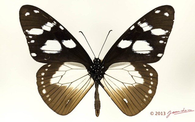 042 Lepidoptera 122a (FV) Nymphalidae Danainae Amauris tartarea f 13E5K3IMG_90850wtmk.jpg