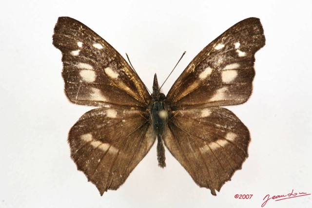 001 Lepidoptere (FD) Libytheinae Libythea labdaca 7IMG_4974WTMK.JPG
