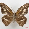 002 Lepidoptere (FV) Libytheinae Libythea labdaca 7IMG_4980WTMK.JPG