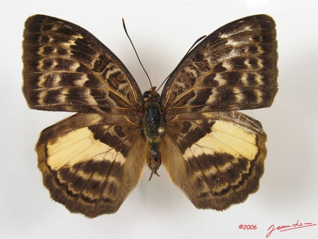 001 Lepidoptera (FD) Nymphalidae Limenitidinae Bebearia micans f IMG_2567WTMK.JPG