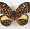 001 Lepidoptera (FD) Nymphalidae Limenitidinae Bebearia micans f IMG_2567WTMK.JPG