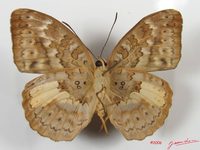 002 Lepidoptera (FV) Nymphalidae Limenitidinae Bebearia micans f IMG_2568WTMK.JPG