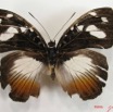 003 Lepidoptera (FD) Nymphalidae Limenitidinae Aterica galene f IMG_2612WTMK.JPG