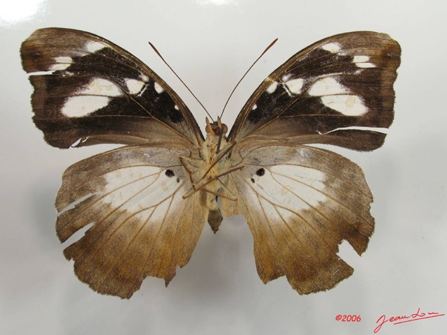 004 Lepidoptera (FV) Nymphalidae Limenitidinae Aterica galene f IMG_2614WTMK.JPG