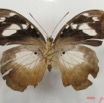 004 Lepidoptera (FV) Nymphalidae Limenitidinae Aterica galene f IMG_2614WTMK.JPG
