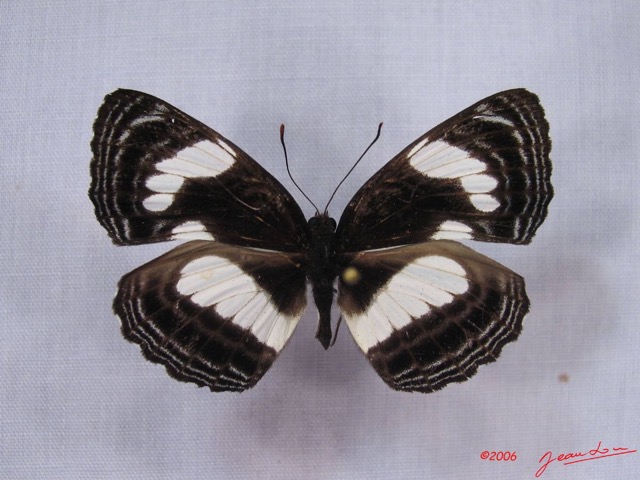 005 Lepidoptera (FD) Nymphalidae Limenitidinae Neptis continuata IMG_3024WTMK.JPG