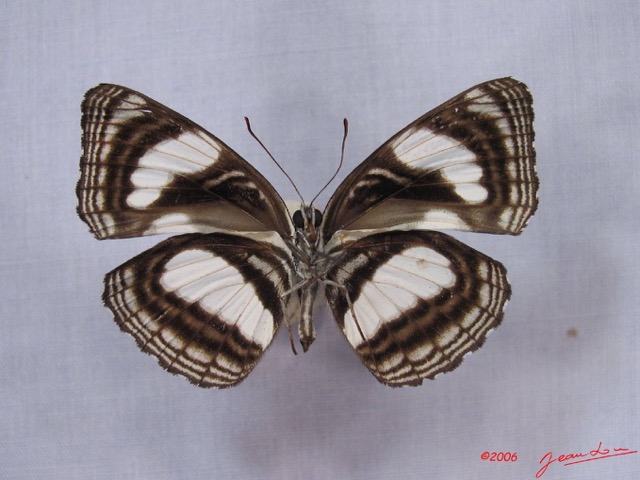 006 Lepidoptera (FV) Nymphalidae Limenitidinae Neptis continuata IMG_3025WTMK.JPG